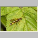 Diphyus trifasciatus - Schlupfwespe m078a 18mm-fdet02.jpg